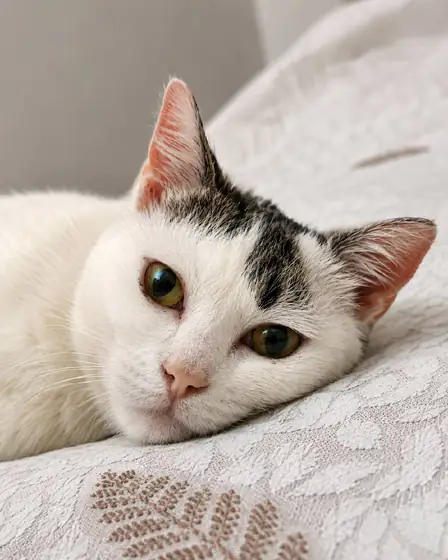 Кошка с