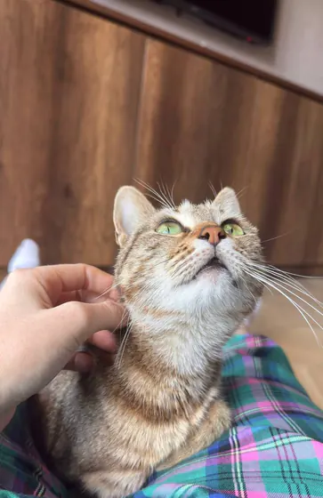 Ищет дом кошечка Лилу