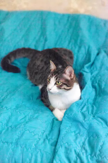 Котята Финдус и Ако ищут дом!