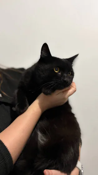 Кот Лапенко и Сопелкин ждет любящего дома