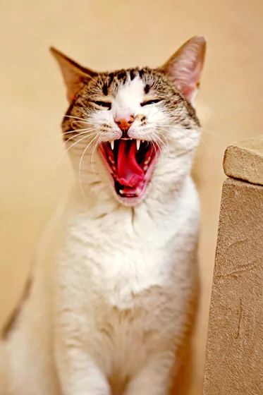 Неотразимые кошки Орнелла и Валиди ищут дом