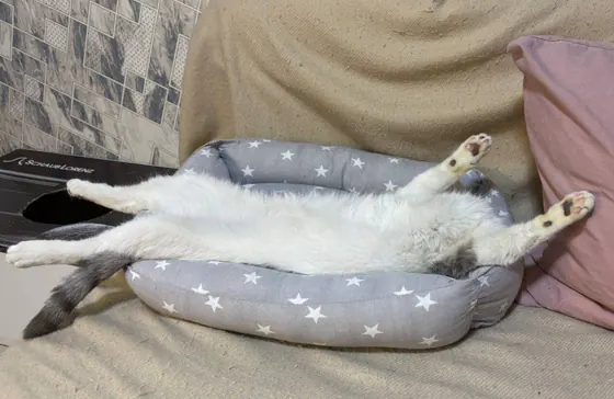 Кот Амур и кот Гудини ищут дом