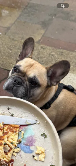 Пропала собака!
Ув. Участники нашей группы!
Попросили разместить 🙏
❗️ ПРОПАЛ Ч