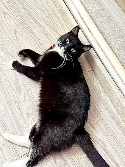 Подарите дом кошечке Юми