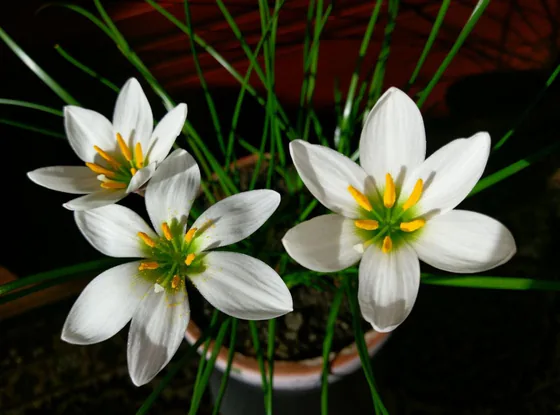 Луковицы и растения для декора