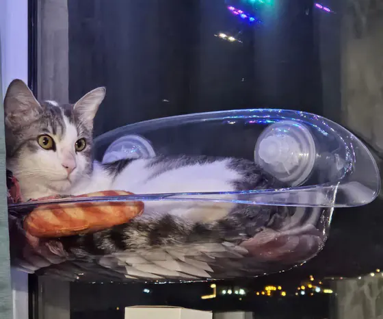 Котёнок Амур и котик Гудини ищут родителей